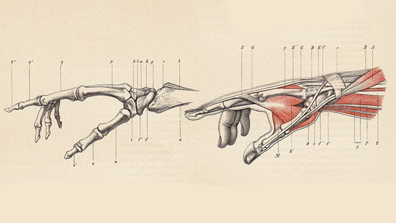 el anatomisi